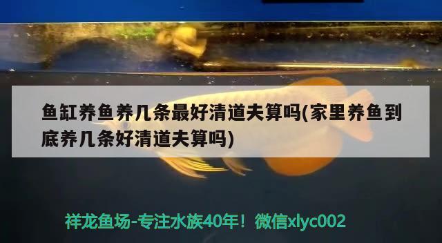 鱼缸养鱼养几条最好清道夫算吗(家里养鱼到底养几条好清道夫算吗) 印尼红龙鱼