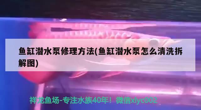 鱼缸潜水泵修理方法(鱼缸潜水泵怎么清洗拆解图)