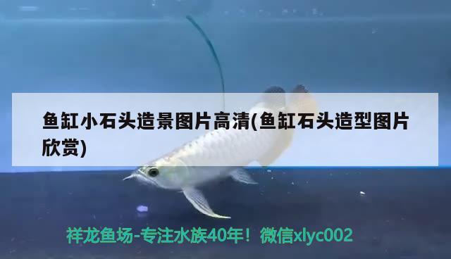 鱼缸小石头造景图片高清(鱼缸石头造型图片欣赏) 水族品牌