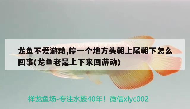 龙鱼不爱游动,停一个地方头朝上尾朝下怎么回事(龙鱼老是上下来回游动)