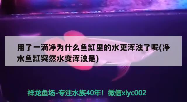 用了一滴净为什么鱼缸里的水更浑浊了呢(净水鱼缸突然水变浑浊是) 金老虎鱼