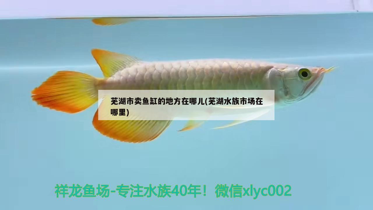 芜湖市卖鱼缸的地方在哪儿(芜湖水族市场在哪里)