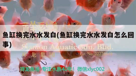 鱼缸换完水水发白(鱼缸换完水水发白怎么回事)