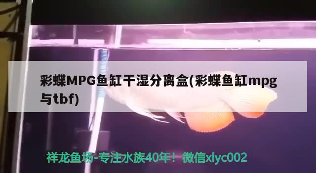 彩蝶MPG鱼缸干湿分离盒(彩蝶鱼缸mpg与tbf) 观赏鱼鱼苗 第2张