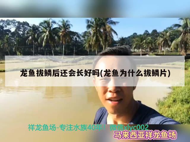 龙鱼拔鳞后还会长好吗(龙鱼为什么拔鳞片)