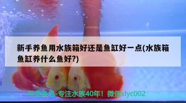 新手养鱼用水族箱好还是鱼缸好一点(水族箱鱼缸养什么鱼好?) 鱼缸/水族箱