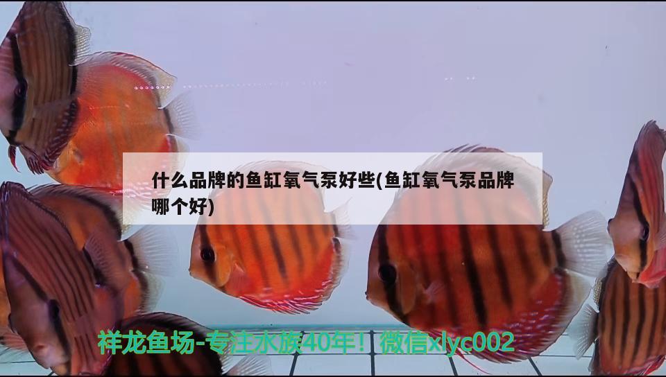 什么品牌的鱼缸氧气泵好些(鱼缸氧气泵品牌哪个好)