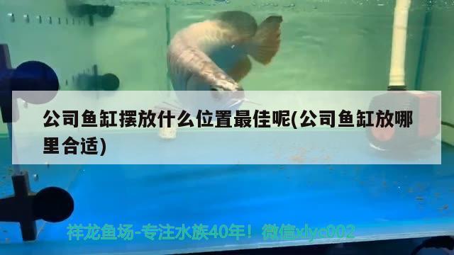 公司鱼缸摆放什么位置最佳呢(公司鱼缸放哪里合适) 巨骨舌鱼