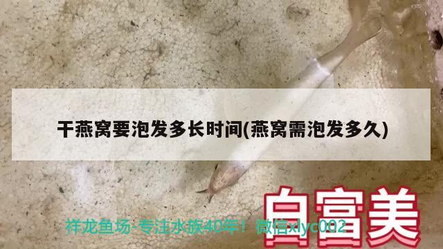 干燕窝要泡发多长时间(燕窝需泡发多久)