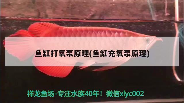 鱼缸打氧泵原理(鱼缸充氧泵原理) 图腾金龙鱼