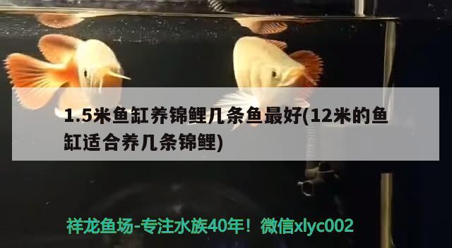 1.5米鱼缸养锦鲤几条鱼最好(12米的鱼缸适合养几条锦鲤) 照明器材 第2张