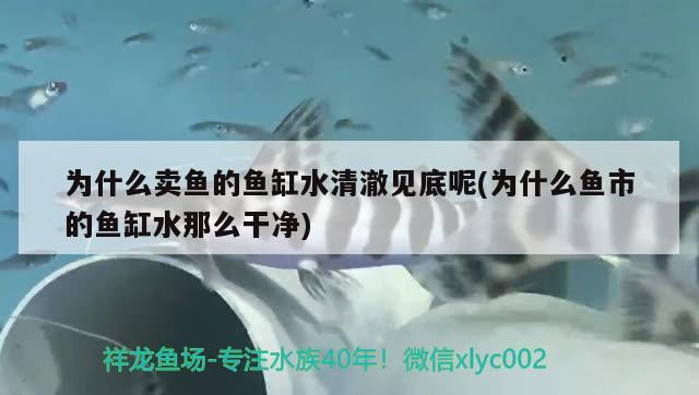 为什么卖鱼的鱼缸水清澈见底呢(为什么鱼市的鱼缸水那么干净) 金头过背金龙鱼