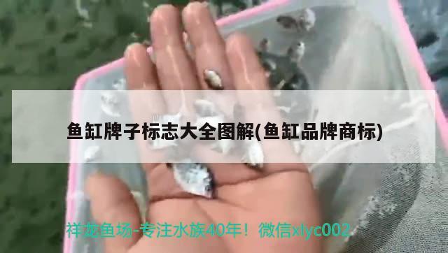 鱼缸牌子标志大全图解(鱼缸品牌商标) 黄金猫鱼