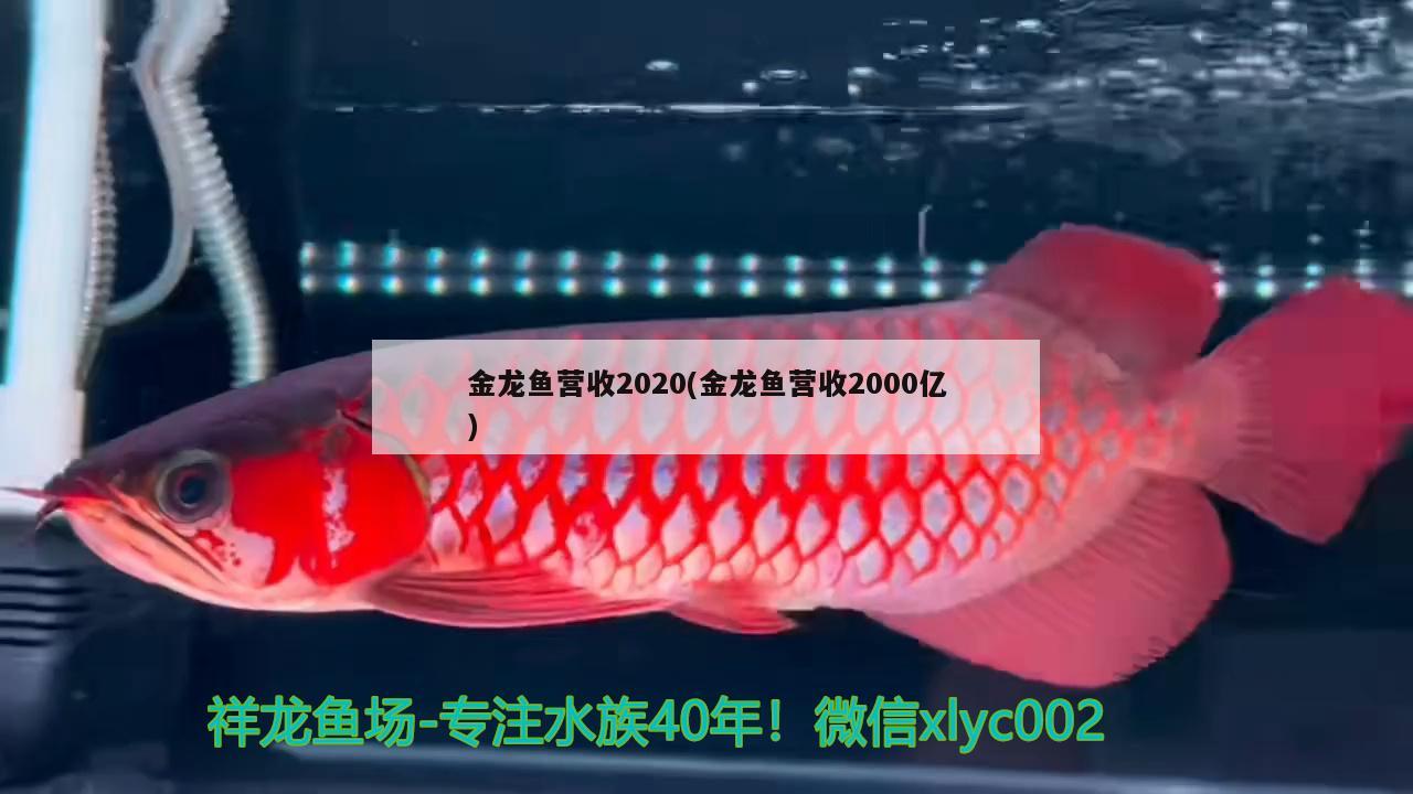 金龙鱼营收2020(金龙鱼营收2000亿) 金龙福龙鱼