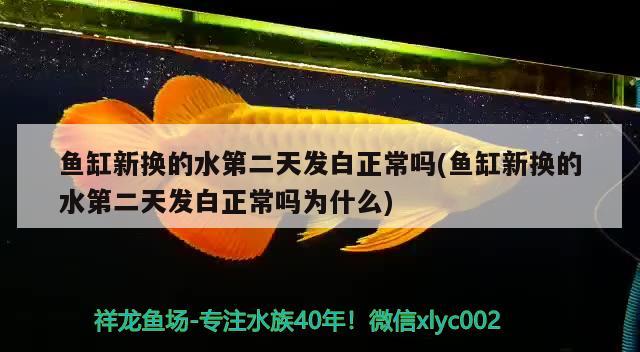 鱼缸新换的水第二天发白正常吗(鱼缸新换的水第二天发白正常吗为什么)