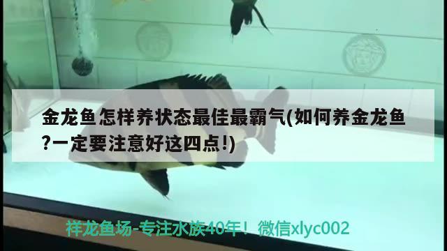 金龙鱼怎样养状态最佳最霸气(如何养金龙鱼?一定要注意好这四点!) 龙鱼专用灯