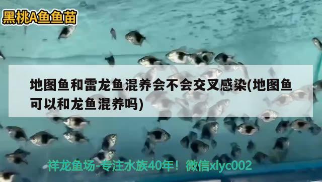 地图鱼和雷龙鱼混养会不会交叉感染(地图鱼可以和龙鱼混养吗) 红魔王银版鱼