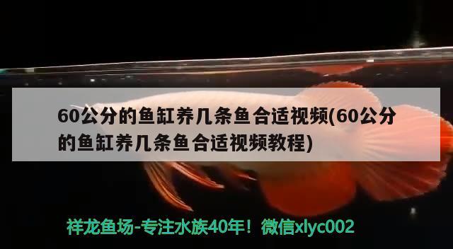 60公分的鱼缸养几条鱼合适视频(60公分的鱼缸养几条鱼合适视频教程)