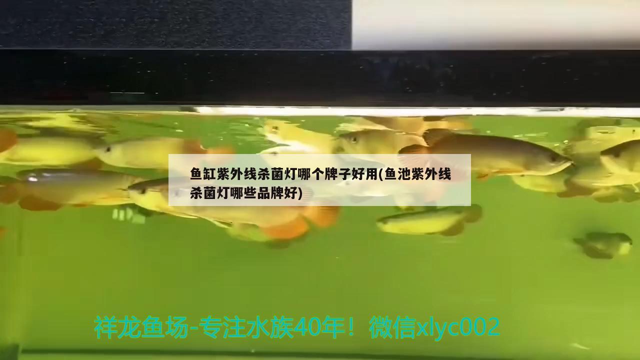 鱼缸紫外线杀菌灯哪个牌子好用(鱼池紫外线杀菌灯哪些品牌好) 广州水族批发市场