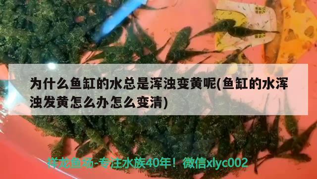 为什么鱼缸的水总是浑浊变黄呢(鱼缸的水浑浊发黄怎么办怎么变清) 银古鱼苗