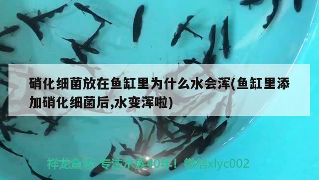 硝化细菌放在鱼缸里为什么水会浑(鱼缸里添加硝化细菌后,水变浑啦) 硝化细菌