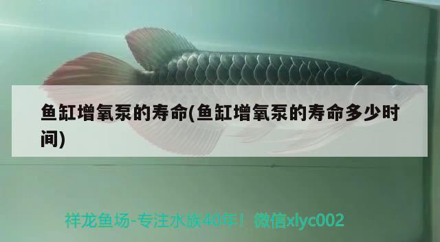 鱼缸增氧泵的寿命(鱼缸增氧泵的寿命多少时间) 罗汉鱼