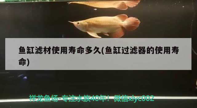 鱼缸滤材使用寿命多久(鱼缸过滤器的使用寿命) 胭脂孔雀龙鱼