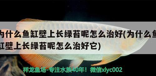 为什么鱼缸壁上长绿苔呢怎么治好(为什么鱼缸壁上长绿苔呢怎么治好它) 女王大帆鱼苗