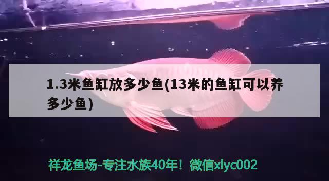 1.3米鱼缸放多少鱼(13米的鱼缸可以养多少鱼)