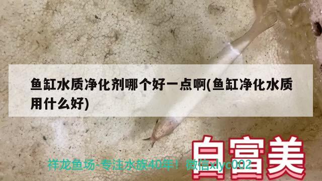 鱼缸水质净化剂哪个好一点啊(鱼缸净化水质用什么好)