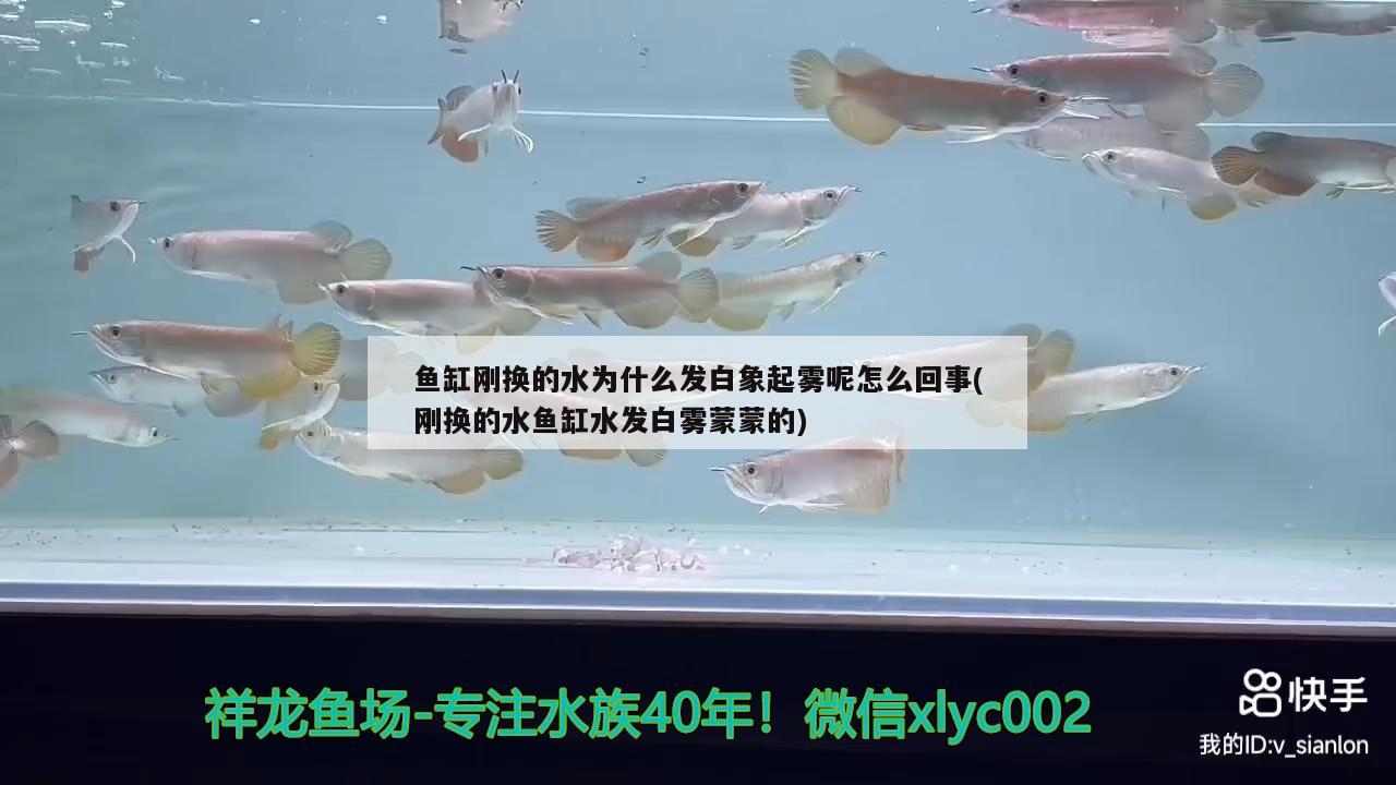 鱼缸刚换的水为什么发白象起雾呢怎么回事(刚换的水鱼缸水发白雾蒙蒙的) 养鱼知识