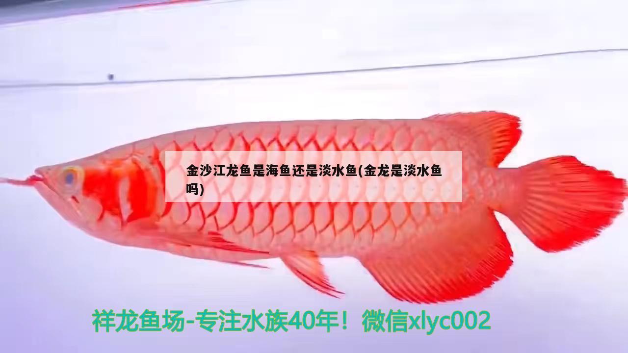 金沙江龙鱼是海鱼还是淡水鱼(金龙是淡水鱼吗) 虎纹银版鱼