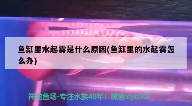 鱼缸里水起雾是什么原因(鱼缸里的水起雾怎么办) 奈及利亚红圆点狗头 第2张