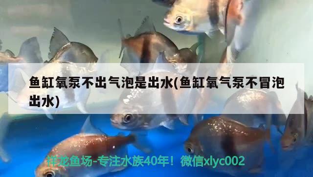 鱼缸氧泵不出气泡是出水(鱼缸氧气泵不冒泡出水)