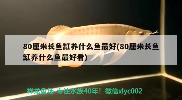 80厘米长鱼缸养什么鱼最好(80厘米长鱼缸养什么鱼最好看) 黄金招财猫鱼