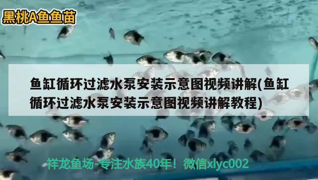 鱼缸循环过滤水泵安装示意图视频讲解(鱼缸循环过滤水泵安装示意图视频讲解教程) 图腾金龙鱼