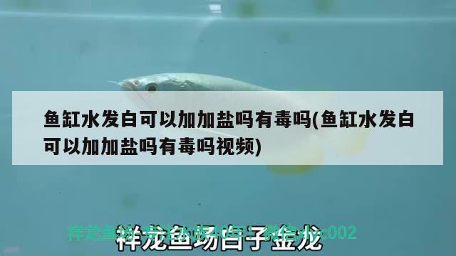 鱼缸水发白可以加加盐吗有毒吗(鱼缸水发白可以加加盐吗有毒吗视频)