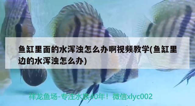 鱼缸里面的水浑浊怎么办啊视频教学(鱼缸里边的水浑浊怎么办)