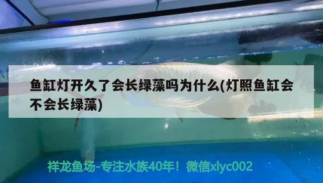 鱼缸灯开久了会长绿藻吗为什么(灯照鱼缸会不会长绿藻)