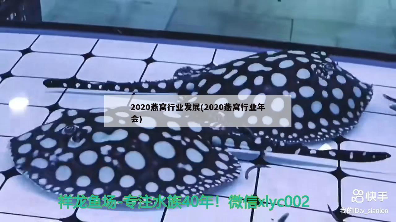 2020燕窝行业发展(2020燕窝行业年会)