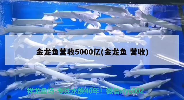 金龙鱼营收5000亿(金龙鱼营收) 野彩鱼