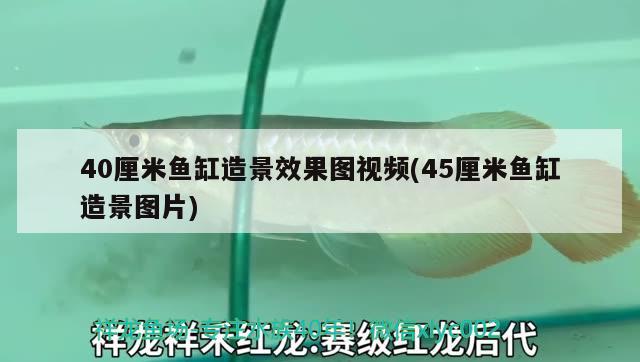 40厘米鱼缸造景效果图视频(45厘米鱼缸造景图片)