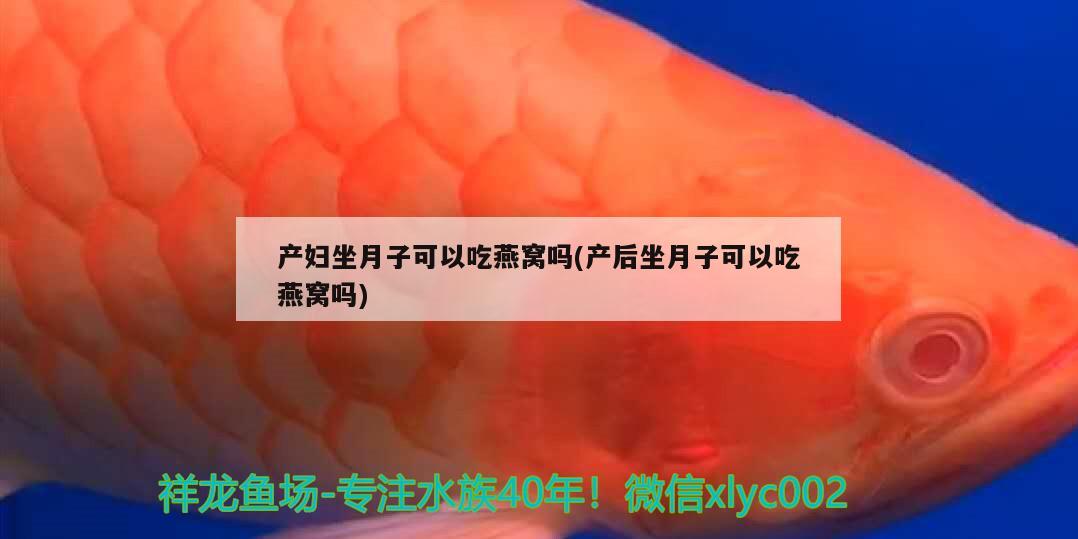 产妇坐月子可以吃燕窝吗(产后坐月子可以吃燕窝吗) 马来西亚燕窝