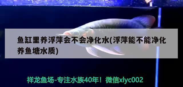 鱼缸里养浮萍会不会净化水(浮萍能不能净化养鱼塘水质)