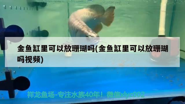 金鱼缸里可以放珊瑚吗(金鱼缸里可以放珊瑚吗视频) 二氧化碳设备