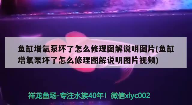 鱼缸增氧泵坏了怎么修理图解说明图片(鱼缸增氧泵坏了怎么修理图解说明图片视频) 祥龙鱼场品牌产品