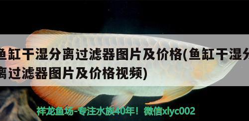 鱼缸干湿分离过滤器图片及价格(鱼缸干湿分离过滤器图片及价格视频) 稀有红龙品种