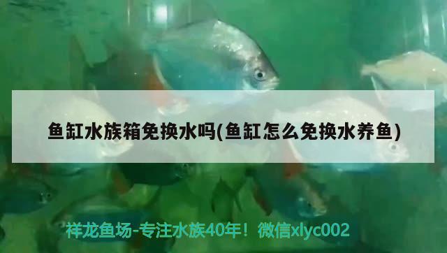 鱼缸水族箱免换水吗(鱼缸怎么免换水养鱼)