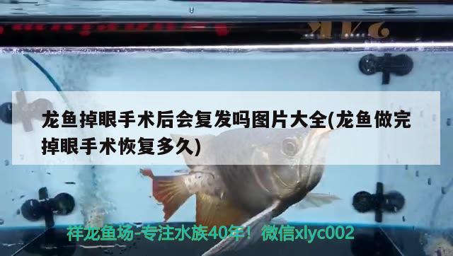 龙鱼掉眼手术后会复发吗图片大全(龙鱼做完掉眼手术恢复多久) 金龙鱼粮