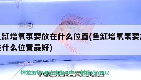 鱼缸增氧泵要放在什么位置(鱼缸增氧泵要放在什么位置最好) 金头过背金龙鱼 第2张